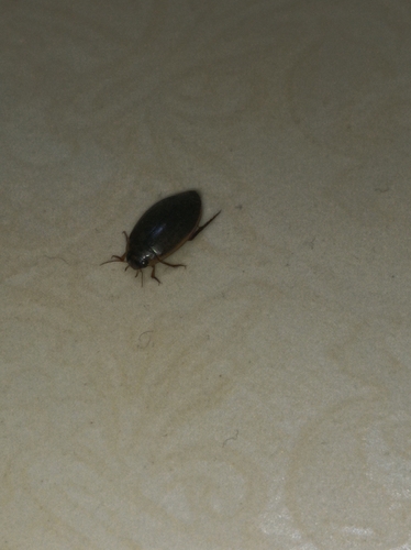 Cosmopolitan Diving Beetle
