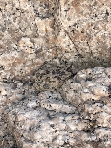 California Tree Frog