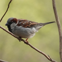 Passer domesticus
