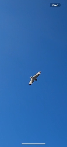 Asio flammeus observed 2026-07-05