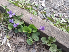 Viola odorata