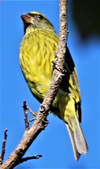 Crithagra scotops umbrosa