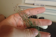 Eleocharis microcarpa