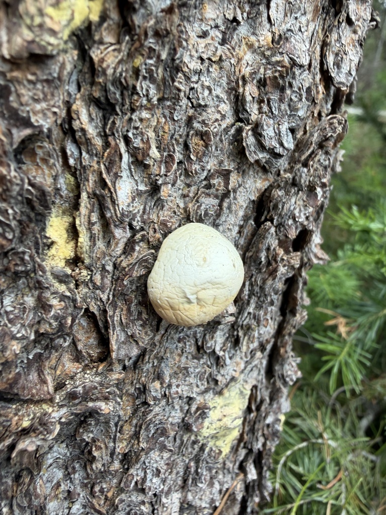 Veiled Polypore · July 2026 · photo: Photo: no rights reserved · iNaturalist