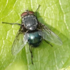 Calliphora