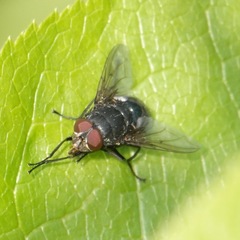 Calliphora