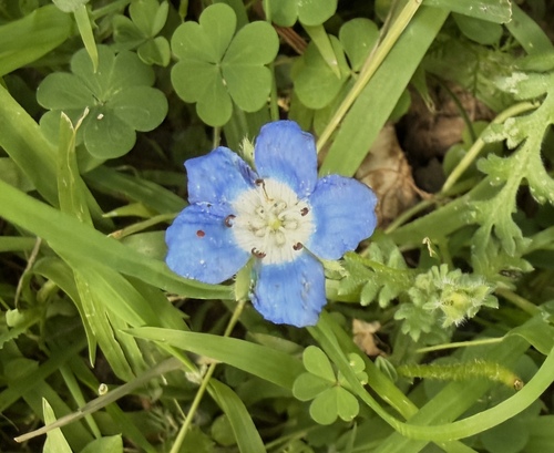 Nemophila menziesii observed 2026-07-05