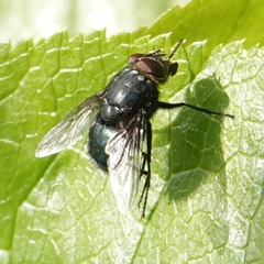 Calliphora