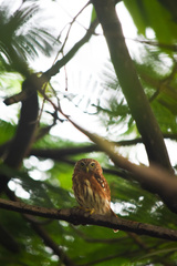 Glaucidium peruanum