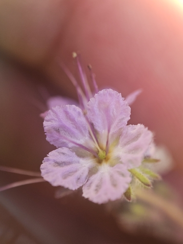Phacelia mohavensis, 2026-07-05