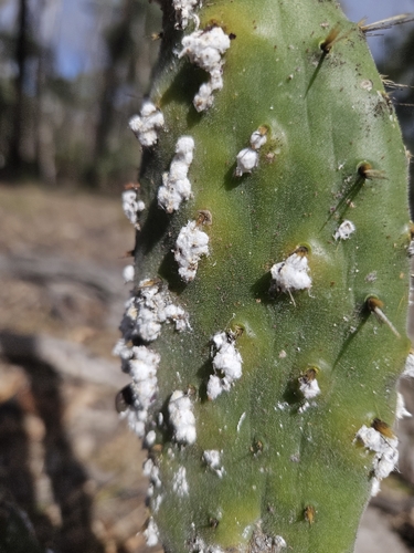 Cactus Scattered Cochineal