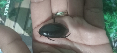 Hydrophilus ensifer