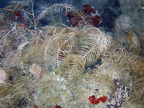 Sertularella observed 2026-06-30