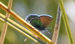 Callophrys mcfarlandi