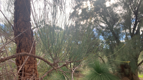 Allocasuarina fraseriana