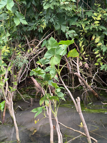 Montrichardia arborescens, photograph 2