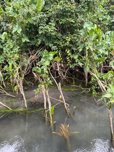 Montrichardia arborescens, photograph 3