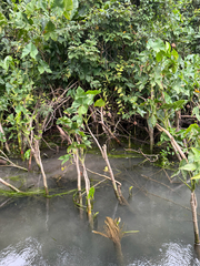 Montrichardia arborescens, photograph (c) David LaMagna, some rights reserved (CC BY)