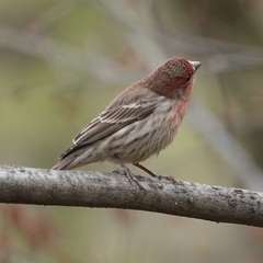 Haemorhous mexicanus
