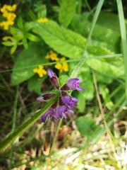 Salvia sclareoides