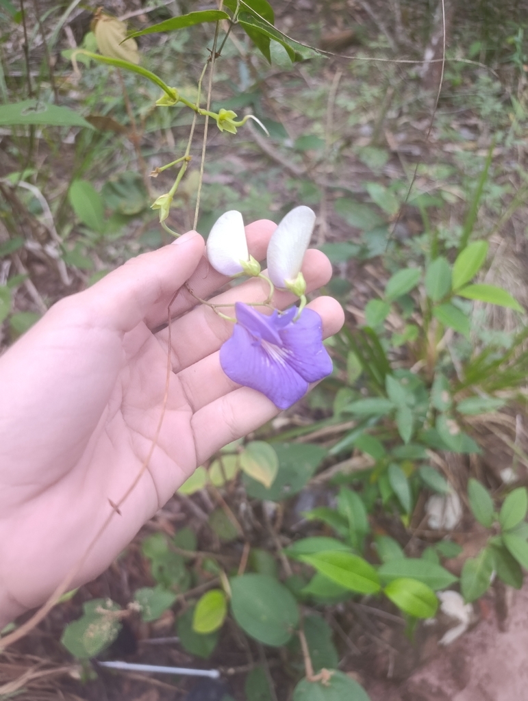 Periandra densiflora