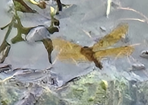 Eastern Amberwing