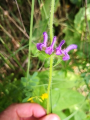Salvia sclareoides
