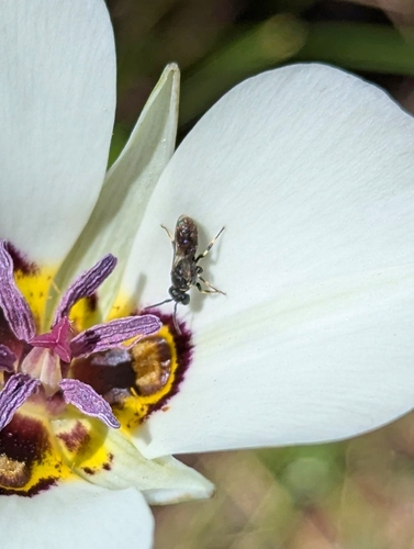 iNaturalist observation photo of Masked Bees