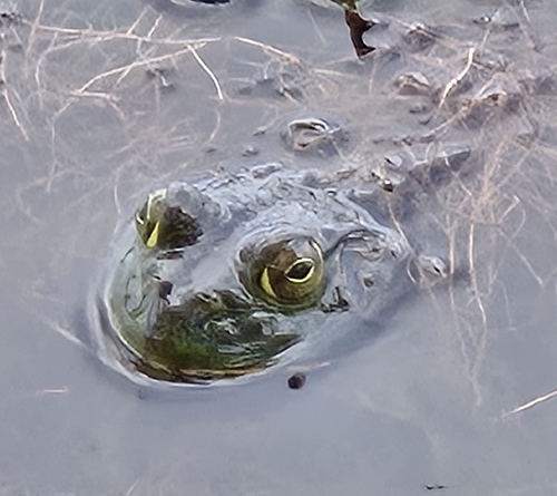 American Bullfrog