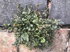 Asplenium ruta-muraria