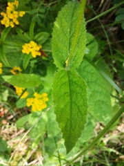 Salvia sclareoides