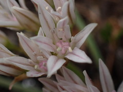 Allium crenulatum, photograph (c) elik03, some rights reserved (CC BY)