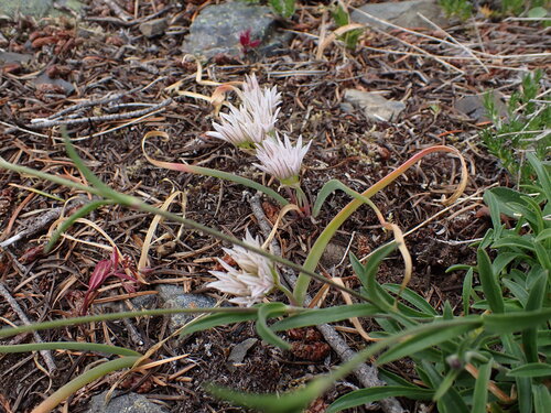 Allium crenulatum, photograph 5