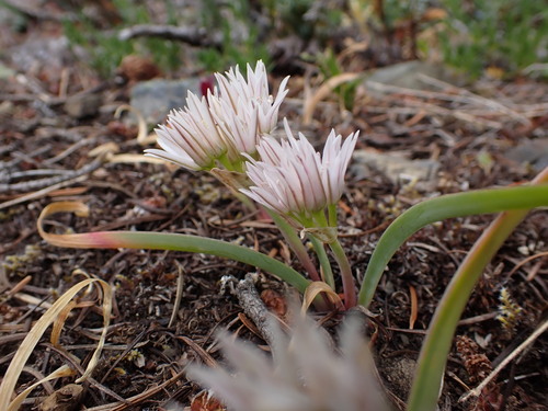 Allium crenulatum, photograph 4
