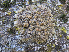 Lecanora mellea