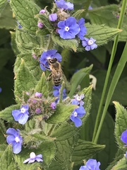 Apis mellifera