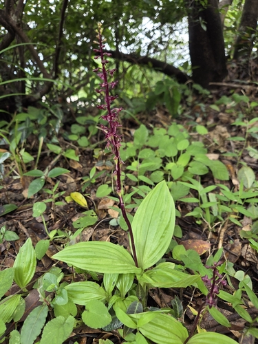 Crepidium purpureum