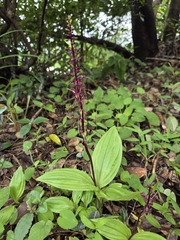 Crepidium purpureum