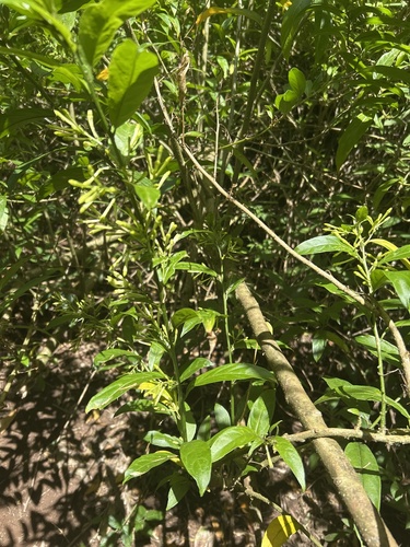 Cestrum, 2026-07-05