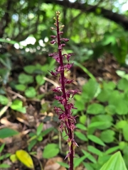 Crepidium purpureum, photograph (c) Emilie P, some rights reserved (CC BY)