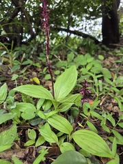 Crepidium purpureum, photograph (c) Emilie P, some rights reserved (CC BY)