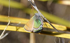 Callophrys mcfarlandi