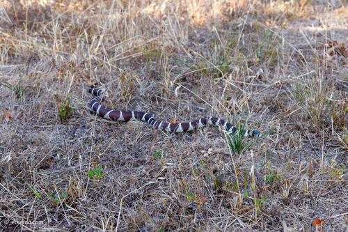 California King Snake seen in Sonoma Valley
