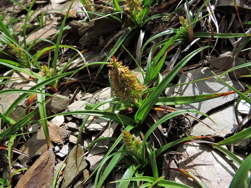 Carex satzumensis iNat (1)