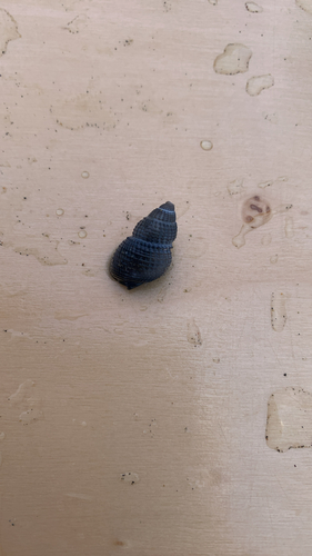 Nassarius perpinguis, 2026-06-26
