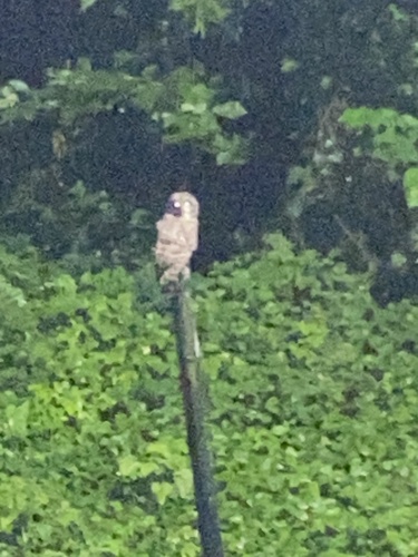 Barred Owl