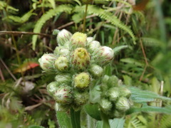 Eschenbachia japonica