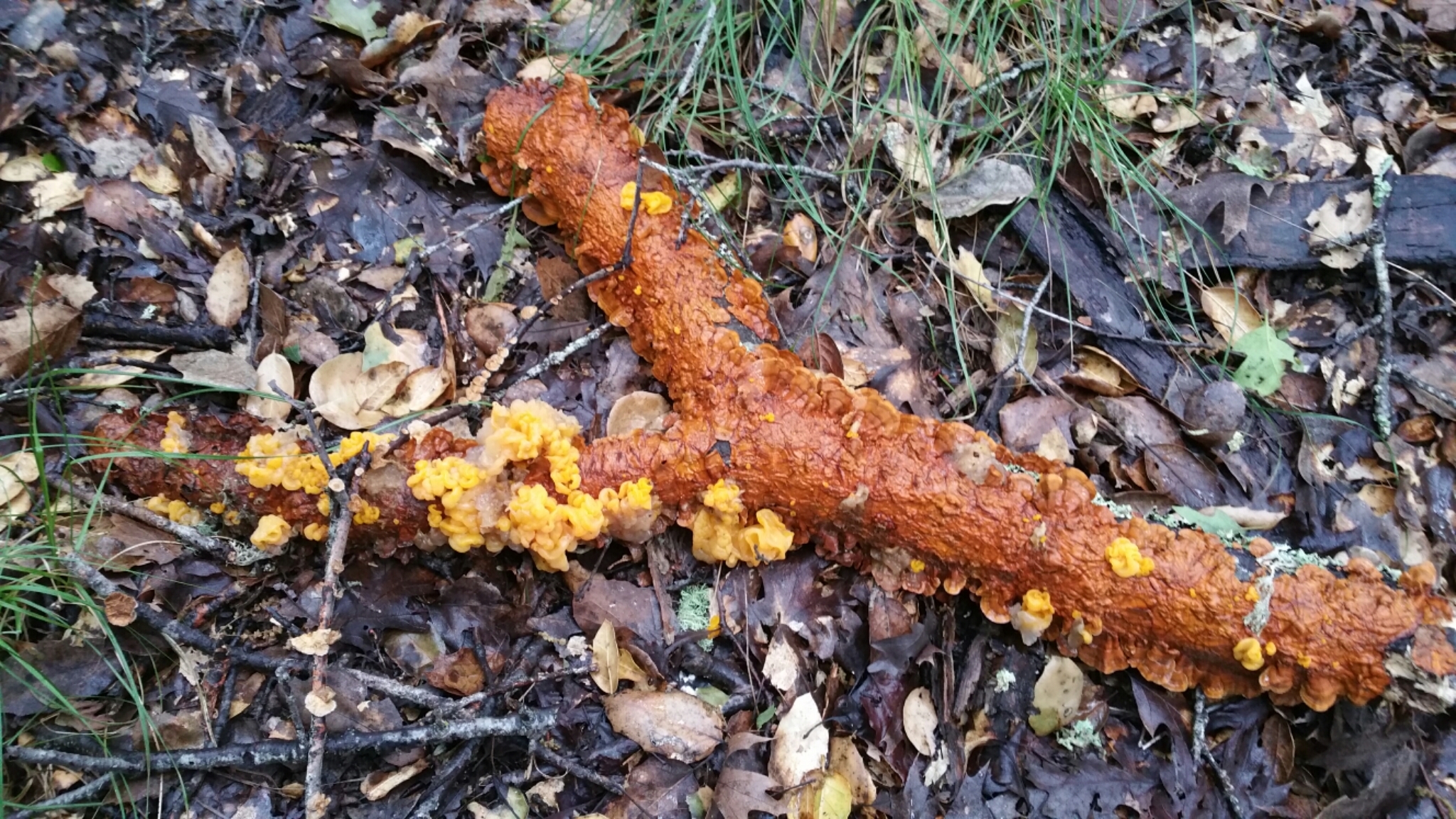 Tremella aurantia image