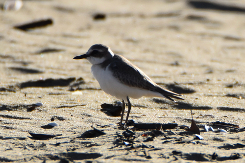 iNaturalist image
