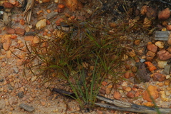 Cyperaceae